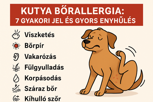 Kutya bőrallergia: 7 gyakori jel és gyors enyhülés
